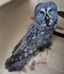 Пострадавшую в ДТП бородатую неясыть спасают на Сахалине 