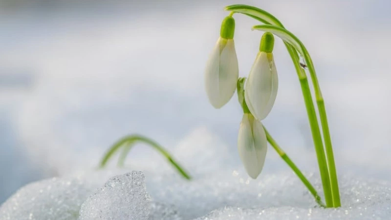 Тепло и без существенных осадков: прогноз погоды на Сахалине и Курилах 20 марта