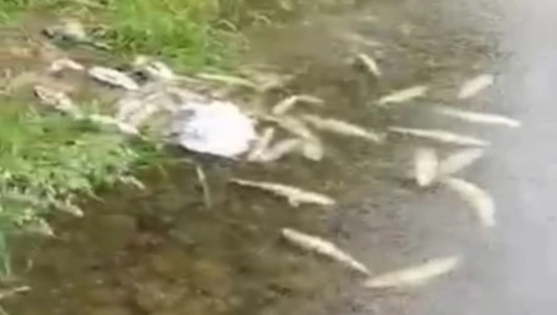 Десятки потрошеных рыбных тушек бросили браконьеры на Лютоге