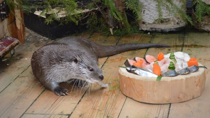 Выдре Коляну из зоопарка Южно-Сахалинска подарили панорамный вольер