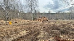 На Сахалине «черные лесорубы» нанесли ущерб природе почти на 70 тысяч рублей