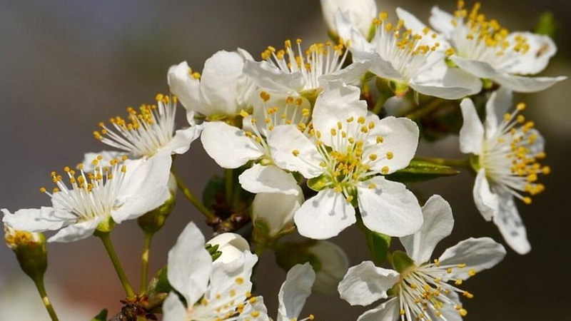Самый тёплый день в году зарегистрирован в Южно-Сахалинске накануне