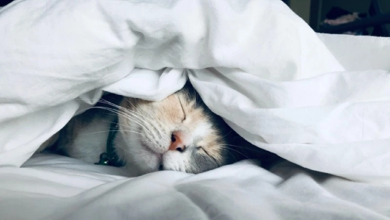 SuperJob: жители Южно-Сахалинска на удаленке выспались больше офисных работников