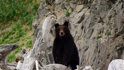 Сотрудники заповедника «Курильский» рассказали об участившихся встречах с медведями