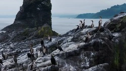 Ученые со всей России исследуют уникальную природу мыса Анастасия на Сахалине