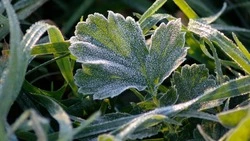 Первые заморозки в Южно-Сахалинске: фоторепортаж Sakh.online