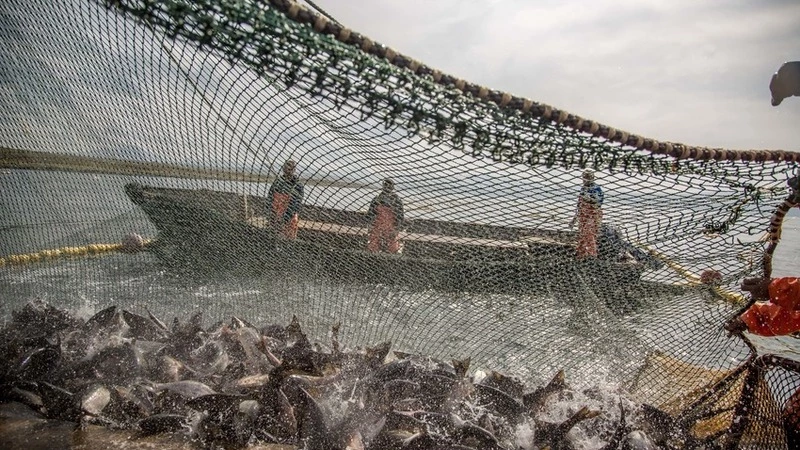 На Сахалине 1 июня стартует добыча лосося