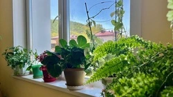 Зеленые цветы украсили подъезд многоквартирного дома на улице Инженерной в Углегорске