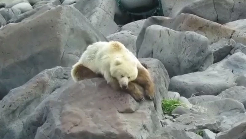 «Наелся и спит»: медведя-альбиноса засняли на Курилах