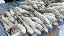 Доступной рыбы для жителей Сахалинской области станет больше