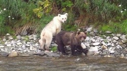 Камчатка или Сахалин? Родину медведя-альбиноса ищут в соцсетях