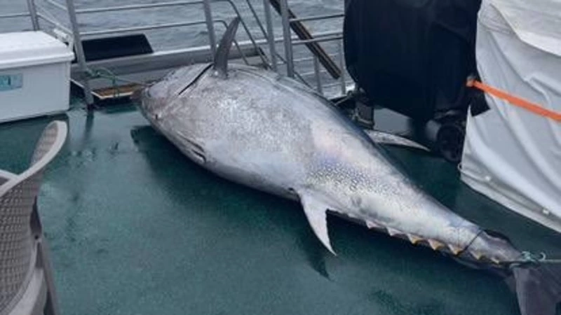 Огромного тунца поймали рыбаки на Курилах 