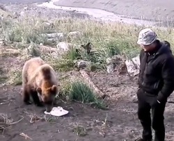 На севере Сахалина медведя угостили тортиком 