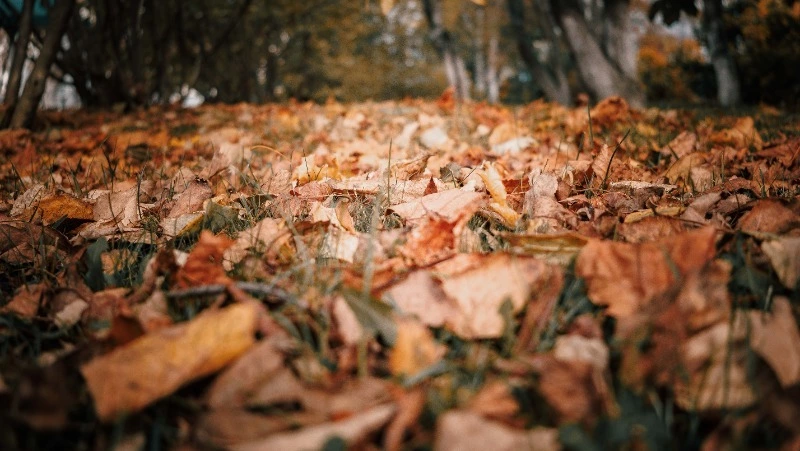 Северный ветер с дождями накроет Южно-Сахалинск 2 ноября
