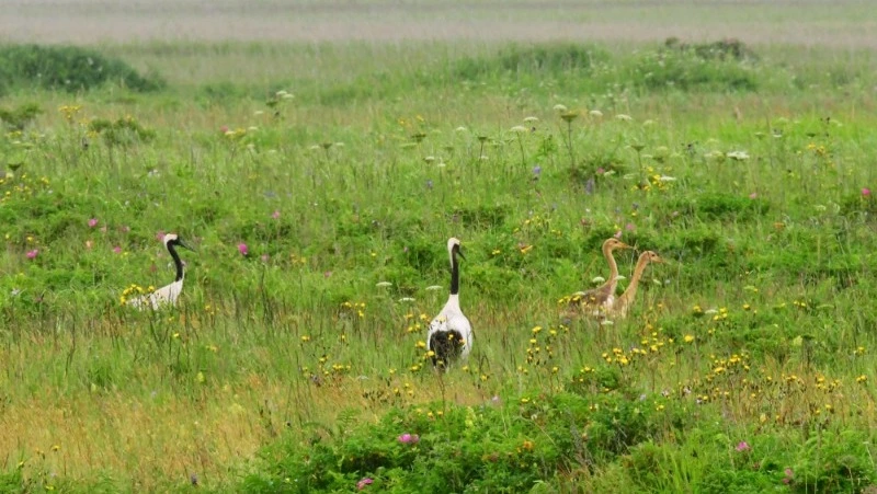 Птенцы японского журавля впервые за долгое время появились в заповеднике «Курильский»