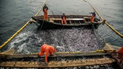 Промысел лососевых на 2023 год обсудили на Сахалине и Курилах