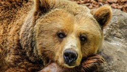 Толпа медведей вышла к людям в майские праздники на Сахалине