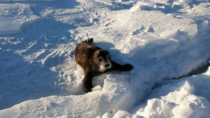 Сахалинские рыбаки пошли на детский плач и спасли малыша тюленя