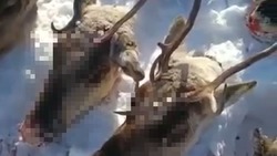 Очевидцы: на севере Сахалина убили стадо из 25 краснокнижных оленей
