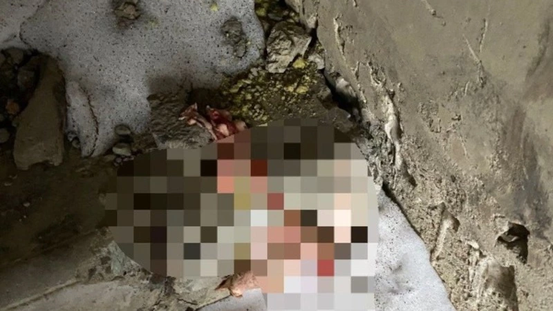 Дети нашли собачьи останки в заброшенном доме на Сахалине