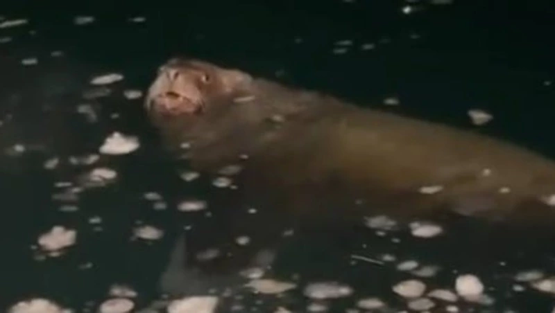 «Он огромный!»: сивуч близко подплыл к судну в бухте на Южных Курилах 