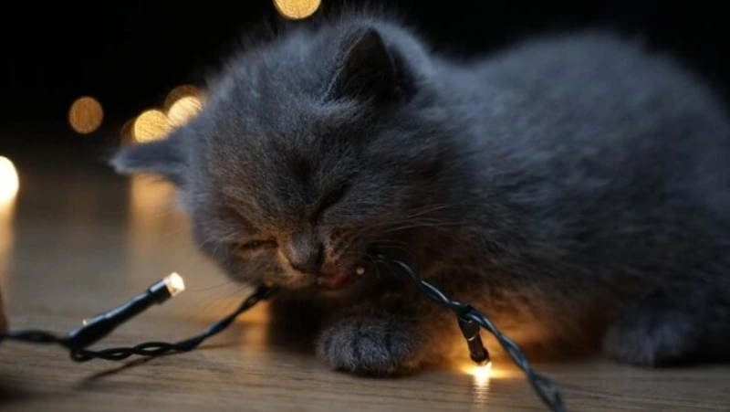 Сотни жителей Южно-Сахалинска проведут без света 8 декабря 