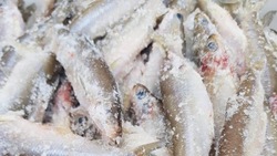 Рыбу по социальным ценам предложили жителям Южно-Сахалинска 20 декабря 