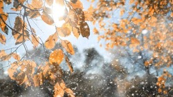 Прогноз погоды на Сахалине и Курилах 23 ноября: облачная погода и снег