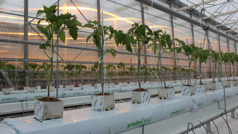 На юге Сахалине открыли новый тепличный комплекс