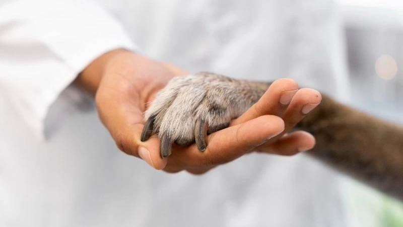 Приют «Пес и Кот» в Южно-Сахалинске ищет сотрудников по уходу за животными