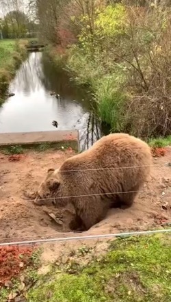 Сахалинцы пришли в восторг от медведя-созерцателя: ВИДЕО