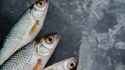 В Южно-Сахалинске накажут продавцов рыбы, торгующих в неожиданных местах