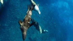 Лучший фотограф показал подводный мир сахалинского Монерона 