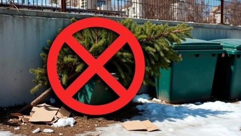 Сахалинцам рассказали, как правильно выкинуть новогодние елки в контейнеры у дома