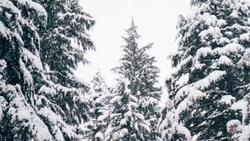  Финансирование проекта «Сохранение лесов» на Сахалине увеличат до 47 млн рублей