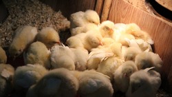 Птицефабрика «Островная» построила два птичника и ждет прибытия 140 тысяч цыплят