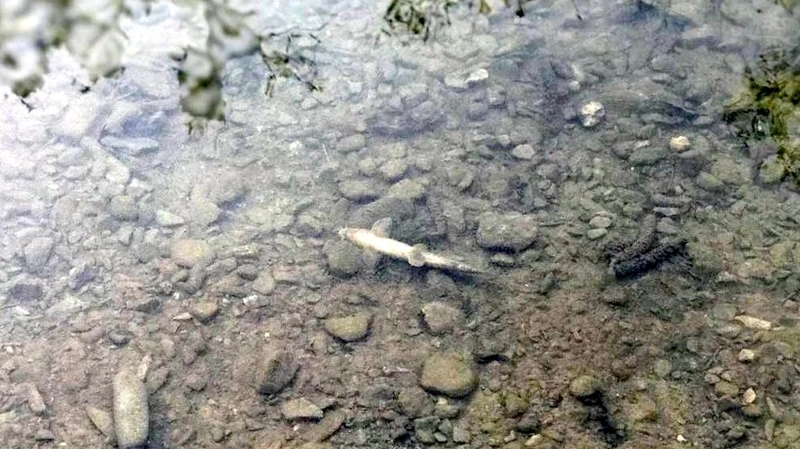 В парковом озере в Южно-Сахалинске обнаружили много дохлой рыбы