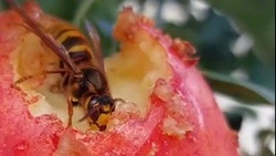 Прожорливую осу засняла сахалинка в своем саду