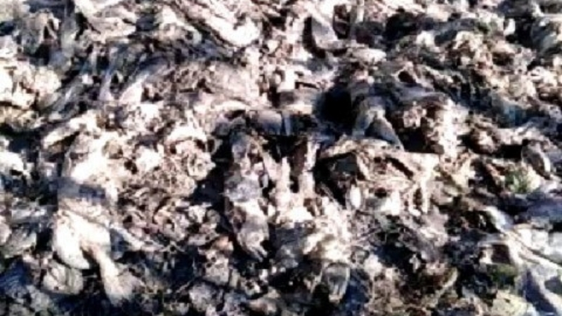 Власти отреагировали на гору потрошенной рыбы в Долинском районе