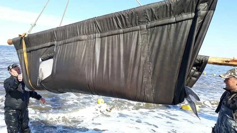 Сахалинские зоозащитники: «Косаток и белух выпустили в море мучительным для них образом»