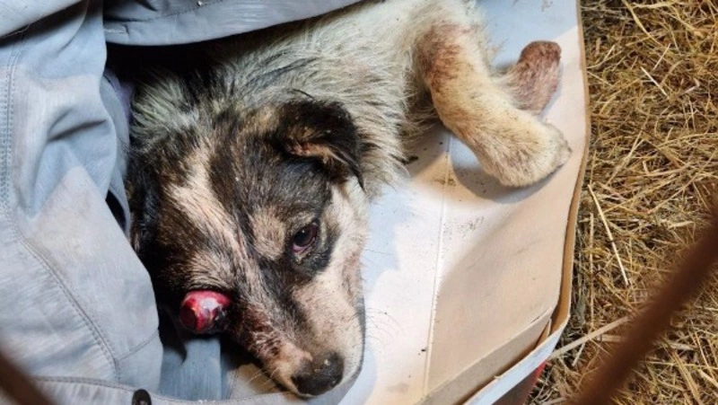 Собаку с выбитым глазом нашли в мусорном мешке в Поронайске