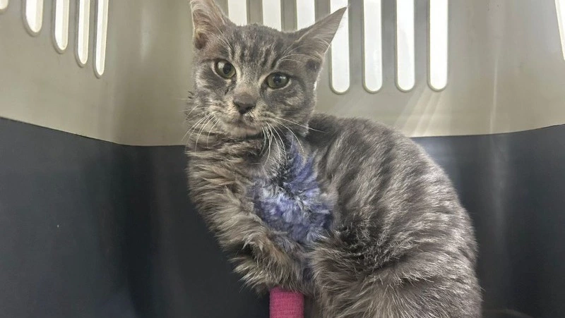 Спасенный из капкана кот с ампутированной лапкой ищет новую семью на Сахалине