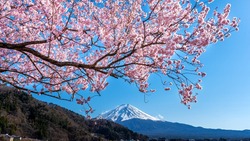 Созерцание жизни через призму цветов: почему сакура так важна для японцев