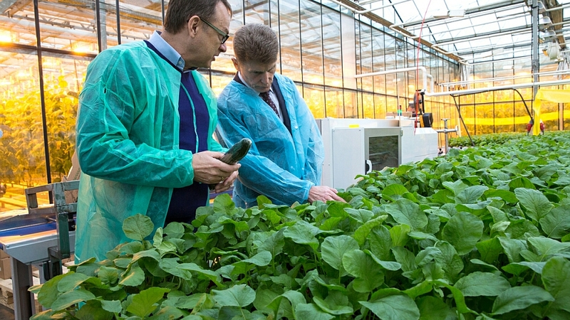 На Сахалине введут два гектара новых теплиц