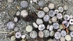 Ученые СахНИРО не нашли связи массовой гибели морских ежей на Сахалине с деятельностью людей