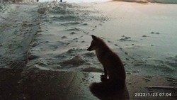 Сотрудники школы в Ильинском опровергли факт подкармливания дикой лисы