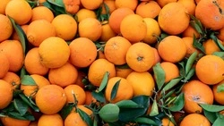 В России мандарины могут вырасти в цене на 20% к Новому году