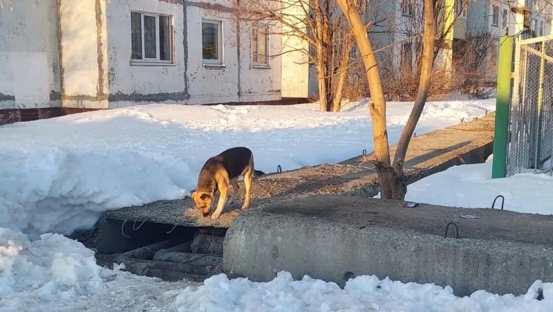 Наше «собачье дело»: на Сахалине отловили уличного пса, загрызшего домашних птиц