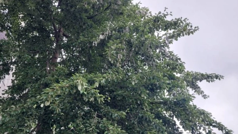 Облака навязчивого тополиного пуха окутали Южно-Сахалинск