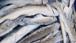 В Южно-Сахалинске навагу продают по 75 рублей за килограмм